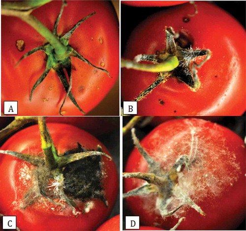 Fig. 9 (Colour online)Symptoms of fruit infection on tomato resulting from inoculum originating from the calyx and stem tissues. (a) Lesions on the shoulder below the calyx; (b) Sporulation of fungi on the calyx; (c, d) Extensive fungal growth from the calyx onto the fruit.