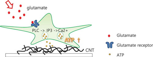 Figure 3. Illustration of active interaction region of CNTs through released ATP binding to CNT.Released ATP from astrocytes diffused on the SW-CNT network, which means released ATP and the SW-CNT network interact by π−π interaction.