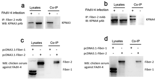 Figure 1. Fiber-2 efficiently interacted with host KPNA3/4. (a-b) LMH cells infected with FAdV-4 were immunoprecipitated with mAb 3C2 against Fiber-2. The cell lysates and the immunoprecipitates were examined with western blot using polyclonal antibodies against KPNA3 (a) and KPNA4 (b). (c-d) LMH cells transfected with pcDNA3.1-F1 or pcDNA3.1-F2 were immunoprecipitated with polyclonal antibodies against KPNA3 (c) and KPNA4 (d). The cell lysates and the immunoprecipitates were examined with western blot using chicken sera against FAdV-4. All experiments were performed for three times with comparable results