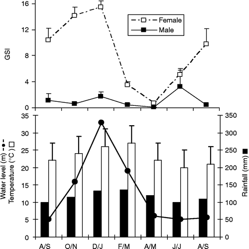 Figure 4 Temporal variation in GSI of M. maculatus (top) and in water level (plus 400 m above sea level), temperature (°C, means+SE) and accumulated rainfall (mm) (bottom) in the Lajes reservoir, from August 2005 to September 2006. Codes of months and number of examined individuals according to Figure 3.