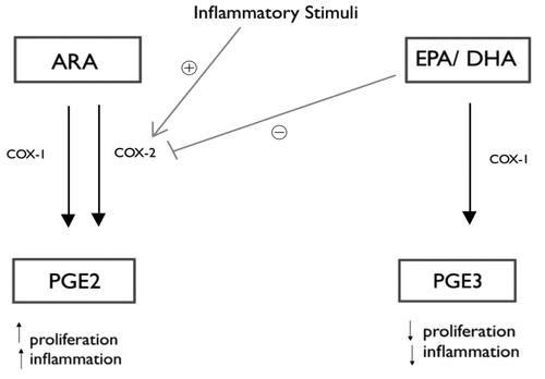 Figure 2. Ilustrates the COX family of enzymes acting on ω-6 and ω-3 PUFAs ARA and EPA/DHA respectively. COX-1 enzyme is constitutively expressed and acts on both ω-6 and ω-3 PUFAs to form PGE2 and PGE3 respectively. In contrast, COX-2 is produced as an inflammatory response and acts predominantly on ARA to increase PGE2 production. EPA/ DHA have been shown to inhibit activity of COX-2 thereby downregulating production of PGE2.