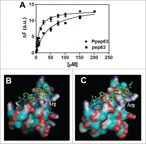 Figure 1. Itch-WW2 domain recognition of the phosphorylated form of pep63. (A) Interactions of Itch-WW2 with pep63 and Ppep63 were experimentally monitored by fluorescence spectroscopy. Intrinsic fluorescence changes of Itch-WW2 (5.0 μM) at the increase of pep63 (▪) and Ppep63 (•) concentration. The quenching of the emission band of Itch-WW2 using an 280 nm λex and 330 nm λem with a slit of 5 nm in 10 mM potassium phosphate buffer, 100 mM NaCl, 0.1 mM EDTA, 5 mM DTT, pH 6.0, at 37°C. Molecular Docking of the (B) TPPPPY or of the (C) TpPPPPY peptide with the WW2 domain model. The phosphate group is shown in orange. The 3D structures were obtained by molecular replacement as described in the materials and methods.