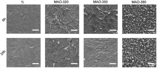 Figure 8. Morphology of the cells cultured on the surfaces of the samples for 6 and 24 h.