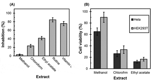 Figure 1. (A) Antioxidants of different extracts versus rutine and vitamin C as references. (B) Cytotoxicity of different extracts on HeLa and HEK293T cells