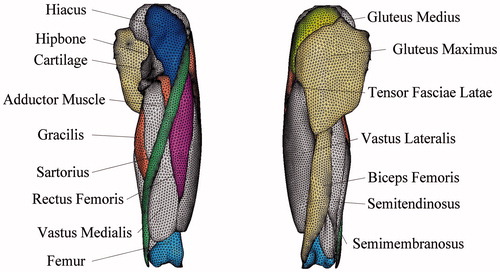Figure 5. Assembled model of hip.