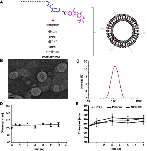 Figure 1 The characterization and physical stability of moeixitecan-loaded liposomal nanoparticle (MLP). (A) Schematic illustration of the SN38 prodrug, MLP. (B) Morphological characteristics of MLP. (C) Particle size distribution of MLP. (D) Size changes of MLP were examined as a function of time at 4°C for 3 months. (E) Size changes of MLP in different medium were examined for 7 days.