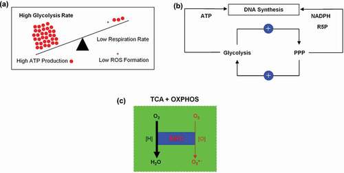 Figure 12. (a) Inverse correlation between aerobic glycolysis and respiration in a proliferating tumor cell. (b) Positive and dynamic interaction between glycolysis and pentose phosphate pathway (PPP). (c) Mitochondrial respiratory chain (MRC) the main source of superoxide anion (O2●−) generation.