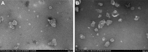 Figure 3 TEM images of (A) non-modified and (B) deferoxamine-modified lipoplex nanoparticles (LNP).