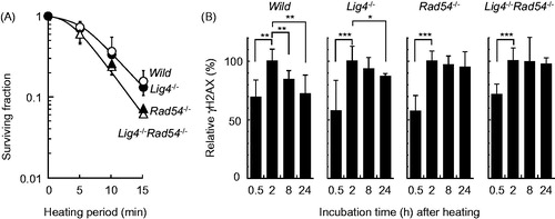 Figure 4. Heat sensitivity and H2AX phosphorylation after heat shock in MEFs. (A) survival assay. The cells were exposed to heat at 45.5 °C for the indicated times and grown until the formation of colonies. Open circles, wild-type; filled circles, Lig4−/−; filled triangles, Rad54−/−; open triangles, Lig4−/−Rad54−/−. (B) H2AX phosphorylation assay. The cells were exposed to heat at 45.5 °C for 20 min and allowed to recover for the indicated times. *, ** and *** represent p < .05, p < .01 and p < .001, respectively.