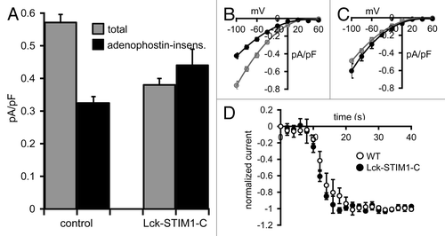Figure 5. Carbachol-activated currents in HEK cells expressing the Lck-STIM1-C construct. (A) Mean (± SE) carbachol-activated Ca2+ currents measured at -80 mV in HEK cells expressing the m3 muscarinic receptor. Shown are the total agonist-activated currents (gray), and the same currents recorded in cells after depletion of ER Ca2+ stores by intracellular adenophostin A (black) in untransfected control cells (control) and in STIM1 siRNA-treated cells expressing the Lck-STIM1-C construct. (B) Mean (± SE) I/V curves for the total agonist-activated currents (gray), and adenophostin-insensitive currents (black) in control cells and (C) the same for the Lck-STIM1-C expressing cells (see text for details). (D) Mean (± SE) curves comparing the activation kinetics of carbachol-activated currents in m3-HEK cells expressing the Lck-STIM1-C construct compared with those in wild-type m3-HEK cells. Total currents were normalized to their final maximal values to allow direct comparison of their respective rates of activation following addition of carbachol (10 µM) at time zero.