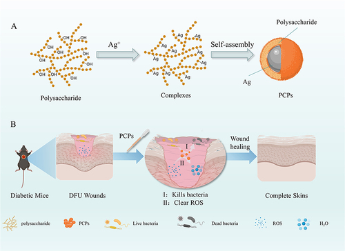 Figure 1 Schematic diagram of PCPs used to promote diabetic wound healing. PCPs that scavenge ROS and bacteria were synthesized by self-assembly of polysaccharides and silver ions (A), enhancing healing of diabetic wounds (B).