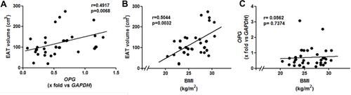 Figure 2 Correlations between (A) EAT volume and OPG (n = 37), (B) EAT volume and BMI (n = 39), and (C) OPG and BMI (n = 39). The two extreme values of OPG were omitted for the correlation analysis in panel A; the correlation in with the 39 patients remains significant and is shown in supplementary figure S1.Abbreviations: EAT, epicardial adipose tissue; OPG, osteoprotegerin; GAPDH, glyceraldehyde 3-phosphate dehydrogenase; BMI, body mass index.