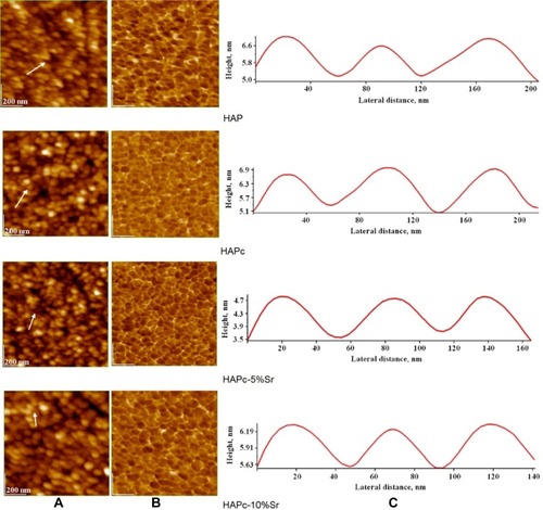 Figure 5 AFM images of nanoparticles from noncalcined HAPs adsorbed on glass support; 2D topography (A) and phase (B) images; cross-section profiles (C) along the arrow in panel (A); scanned area of 1 µm x 1 µm.