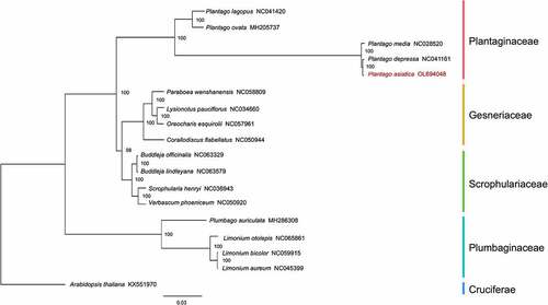 Figure 8. Phylogenetic tree plotting using ML method, based on aligning the completed chloroplast genome sequences of Plantago asiatica L. and 17 other representative species. The numbers above the nodes are support values with ML bootstrap values. The distance bar was implied by the ML method.