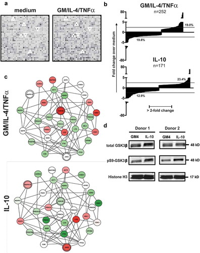 Figure 1. Cytokine exposure alters the kinome of MUTZ-3 DC precursors. (a) Representative details from developed PepChip kinomics arrays loaded with lysates from MUTZ-3 DC precursors exposed to plain medium (baseline kinase activity) or a DC differentiation-inducing cytokine cocktail consisting of GM-CSF, IL-4 and TNFα (GM4/TNFα). Each dot represents phosphorylation of a specific peptide substrate; increased or decreased phosphorylation levels upon cytokine exposure are clearly visible by eye: respective examples are demarcated by surrounding up- or downward oriented arrowheads. (b) Factors of down- or up-regulated phosphorylation levels of all altered peptide substrates (relative to medium exposed controls) on PepChip arrays loaded with lysates from MUTZ-3 DC precursors exposed to GM4/TNF-α or IL-10 (numbers of altered substrates out of 1024 total substrates are listed). (c) GSK3β network related kinase activities deduced from Pepchip analyses of cytokine-exposed MUTZ-3 DC precursors. STRING analysis of the PepChip upstream kinase data was performed to visualize differential kinase network activities. Fold-change of GM-CSF, IL-4 and TNF-α (GM4/TNF-α) or IL10, both vs. medium control: Red is “up” (fold-change stimulus vs control >1), Green is “down” (fold-change stimulus vs control <-1); color intensities reflect levels of up- or down-regulation. Double circles indicate p38α (MAPK14), JAK2, and GSK3β signaling nodes. (d) Western Blot performed on monocytes from two different donors exposed to GM4 or GM4/IL-10 with specific detection of total GSK3β, pS9-GSK3β (inactive GSK3β) and loading control Histone H3. Proteins and their molecular weights are indicated.