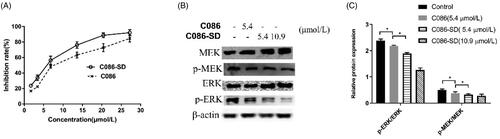 Figure 6. The anti-proliferative effects of C086 in vitro (n = 3). (A) The inhibition rate in HepG2 cells treated with indicated concentrations of C086-SD and C086 for 48 h and then assessed by an MTT assay, *p < .05 vs C086 at the same concentration. (B) The relative expression of phospho-MEK (p-MEK), MEK, phospho-ERK (p-ERK) and ERK in HepG2 cells were detected by using Western Blotting. (C) Histogram of the relative expression of proteins (density ratio of protein/β-actin): *p < .05 vs either control or C086.