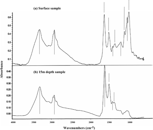 Fig 9. Typical FTIR spectra from filaments of Aphanizomenon, sampled at the lake surface and at 15-m depth. Band marker lines are the same as those in Fig. 5. The surface sample has a prominent group of carbohydrate bands which are much reduced in the hypolimnion sample.