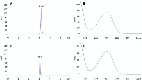 Figure 3 HPLC chromatogram of standard cordycepin (A), UV spectrum of standard cordycepin (B), HPLC chromatogram of cordycepin extracted from CPNPs (C) and, UV spectrum of cordycepin extracted from CPNPs (D).