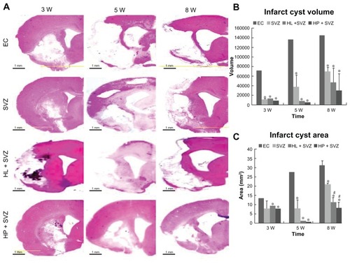 Figure 2 Quantification of infarct cyst volume and area by hematoxylin and eosin staining. Hydrophilic or hydrophobic carbon nanotubes were impregnated with subventricular zone neural progenitor cells and then transplanted into the injured brain tissue directly. Brain slices were stained with hematoxylin and eosin to (A) visualize and (B and C) measure the damaged tissue area of the brain. (B) Infarct cyst volumes and (C) infarct cyst area were measured with image-analysis software.Notes: Scale bars =1 mm; *P < 0.05 compared to the experimental control group; #P < 0.05 compared to the subventricular zone neural progenitor cells alone group.Abbreviations: EC, experimental control; HL + SVZ, hydrophilic carbon nanotubes impregnated with subventricular zone neural progenitor cells; HP + SVZ, hydrophobic carbon nanotubes impregnated with subventricular zone neural progenitor cells; SVZ, subventricular zone neural progenitor cells alone; W, weeks.