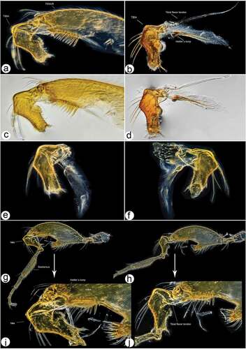 Figure 14. Male hind leg articulation mechanism and involved components. (a–d) Locked femorotibial joint and locking apparatus: (a) darkfield micro image of locked femorotibial joint with labelled tibial flexor sclerite (TFS), genuflexor apodeme (GFS) and Heitler’s lump (HL); (c) bright-field micro image of same structure; (b) bright-field micro image of locking apparatus, lateral view with labelled tibial extensor muscles and Heitler’s lump, and flexor sclerite separated from Heitler’s lump; (d) bright-field micro image of same structure. (e–f) locking apparatus in ventro- and dorso-lateral views; (g–j) femorotibial joint in flexed position (g, i) with tibial flexor sclerite (TFS) and Heitler’s lump in physical contact, and in straight position (h, j) with tibial flexor sclerite (TFS) and Heitler’s lump separated.