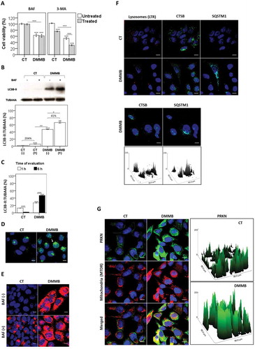 Figure 6. Autophagy modulation after photosensitization. For all analyses performed, HaCaT cells were pretreated with DMMB (10 nM) and irradiated with a 633 nm LED (46 W m−2 irradiance), as done for control cells without photosensitizer. (a) Analysis of cell survival regarding autophagy inhibition. After pretreatment for 24 h in presence (+) or absence (-) of BAF (2 nM) and 3-methyladenine, 3-MA (5 mM), cells were washed, treated with DMMB (10 nM) and irradiated. Cell viability was determined by MTT assay 48 h after irradiation. (b) Autophagy inhibition upon treatment in presence (+) or absence (−) of BAF (20 nM), as determined by immunoblotting of LC3B-II 6 h after irradiation. (c) Expression profile of LC3B-II 1 and 6 h after irradiation. (d) Fluorescence microscopy images of cells immunoassayed for LC3B-II (green) 1 h after photosensitization. (e) Fluorescence microscopy images for cells immunoassayed for SQSTM1 (red) 48 h after irradiation. Autophagy inhibition upon treatment in presence (+) or absence (-) of BAF (20 nM). (f) Fluorescence microscopy images immunoassayed for CTSB (green) and SQSTM1 (cyan) just after photosensitization. Bottom: surface plots for CTSB and SQSTM1 fluorescence of DMMB-treated cells. (g) Fluorescence microscopy images for cells stained with MitoTracker™ Deep Red FM (mitochondrial mass, red) following immunoassay for PRKN (green), just after photosensitization. Right: surface plots for parkin fluorescence. Mean ± standard error of 3 independent experiments are shown. The significance levels were indicated as *P < 0.05, **P < 0.01, ***P < 0.001. Scale bars: 10 µm.