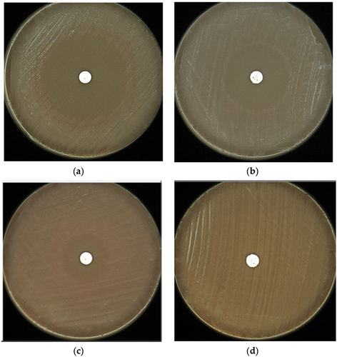 Figure 7 Disc Diffusion susceptibility assessment of N. gonorrhea isolates.