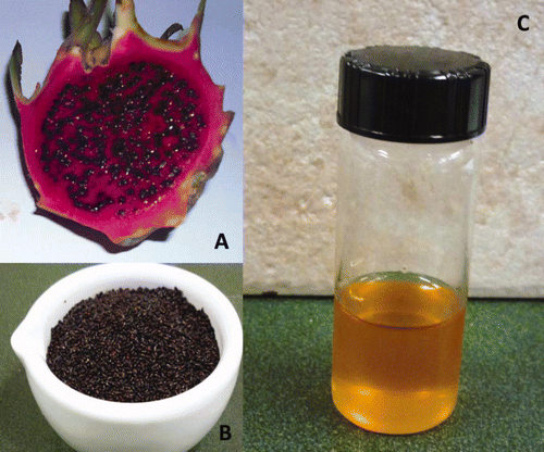 Figure 1. (a) Red pitaya fruit, (b) seeds and (c) seed extracted oil. Figura 1. (a) Fruto de la pitaya roja, (b) semillas y (c) aceite extraído de las semillas.