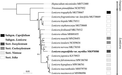 Figure 1. A phylogenetic tree of Lonicera L. inferred from the maximum-likelihood method based on the complete chloroplast genome data. *The clade support value of 100 that was generated from the maximum likelihood method. The taxonomic groups are following Rehder (Citation1903, Citation1913), Hara (Citation1983), and Hsu and Wang (Citation1988).