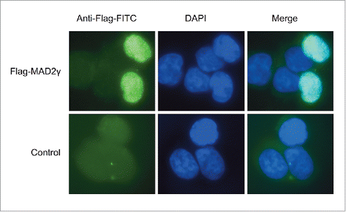 Figure 5. Subcellular localization of MAD2γ. HCT116 cells were transiently transfected with the Flag-MAD2γ construct. After 48 h, the cells were fixed, and MAD2γ was immunostained with a FITC-coupled-anti-DDDK tag (ab1259, Abcam, Biotech Co., Cambridge, UK). MAD2γ localized to the nucleus.