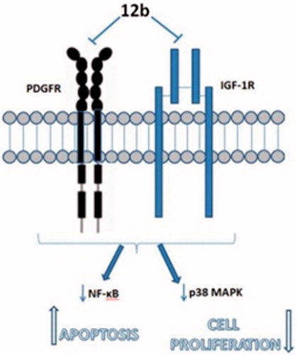 Figure 4. Observed antiproliferative and antiapoptotic effects of 12b in non-small cell lung cancer cells A549 are associated with inhibition of specific plasma membrane receptors resulting in the blockade of downstream signalling propagated by p38 MAPK and NF-κb.