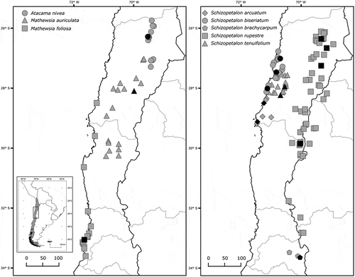 Figure 2. Distribution of analyzed species of Atacama, Mathewsia and Schizopetalon.Figures in gray represent known localities from herbarium records. Figures in black represent sampled populations for the present study. Scale bars represent distances in km.