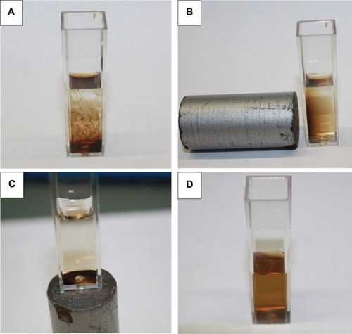 Figure 6 Manipulation of 20 μL of SEONLA-BSA particles in 2 mL of water with a magnet.Notes: (A) Particles directly after addition without the magnet. (B) The same solution with a 0.55 T Neodymium magnet leads to a separation of SPIONs and water. (C) Complete attraction of the solution after homogenization and leaving it on top of the magnet overnight. (D) Rehomogenization of the solution from (C).Abbreviations: SEONLA-BSA, bovine serum lauric acid/albumin hybrid-coated ferrofluid; SPION, superparamagnetic iron oxide nanoparticle.