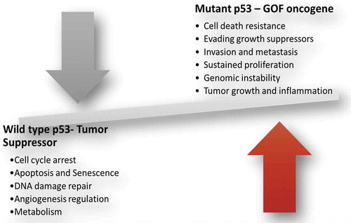 Figure 1. Wildtype p53 is a tumor suppressor while mutant p53 acquires gain-of-function (GOF) oncogenic activities implicated in several hallmarks of cancer.