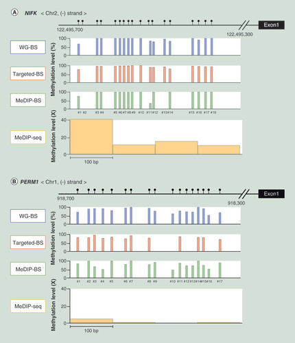 Figure 5.  Methylation levels at CpG sites in promoter regions for each analysis method.The methylation level of each CpG in these promoter regions in the L dataset was calculated for every bisulphite conversion-based method (WG-BS, targeted-BS and MeDIP-BS), and the read depth distribution was aligned at 100-bp intervals in MeDIP-seq.