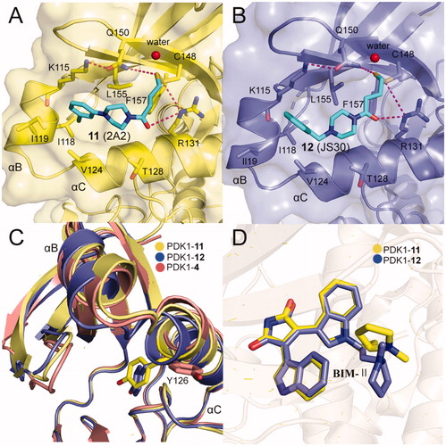 Figure 11. (A) Cartoon/surface representations of the interaction between 12 with the PIF-pocket of PDK1 (pale yellow; PDB ID: 3ORZ). (B) Cartoon/surface representations of the interaction between 12 with the PIF-pocket of PDK1 (slate; PDB ID: 3OTU). (C) Comparison of the helix αB and helix αC of PDK1-11 complex, PDK1-12 complex and PDK1-4 complex (salmon). (D) Comparison of the BIM-IIof PDK1-11 complex and PDK1-12 complex.