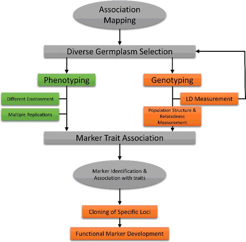 Figure 2. Methodology of association mapping.