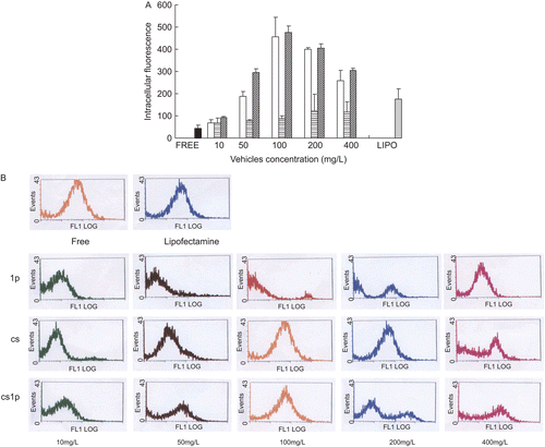 Figure 5.  The effect of vehicles and its concentration on extent of ASON uptake in COS7. (a) Total intracellular fluorescence of COS7 after being co-cultured for 5 h with FAM-modified ASON combined to liposomes (Display full size), chitosan (□), chitosan-coated liposomes (Display full size) and lipofectamin® (Display full size), or free ASON alone (▪). Results showed average total intracellular fluorescence from three experiments. (B) Flow cytometric profiles of COS7 after being co-cultured for 5 h with FAM-modified ASON combined to liposomes (lp, second line), chitosan (cs, third line), chitosan-coated liposomes (cslp, last line), and lipofectamin® (the right of first line), or free ASON alone (the left of first line). The concentration of liposomes, chitosan, and chitosan-coated liposomes is 10, 50, 100, 200, and 400 mg/L (from left to right).