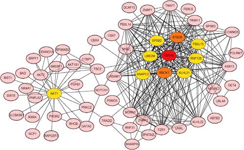 Figure 3 The protein interaction network of key genes.