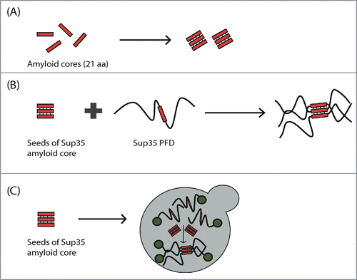 Figure 2. Scheme of the experimental evidence for the presence of amyloid cores in canonical yeast prions. (A) Amyloid cores from Sup35, Ure2, Swi1 and Mot3 are able to make the transition from the soluble and disordered state to amyloid fibrils with cross-β structure. (B) The Sup35 amyloid core is able to promote (seed) the aggregation of the complete Sup35 PFD in vitro. (C) Introduction of Sup35 amyloid core seeds into yeast is able to induce the aggregation of the endogenous Sup35 protein in vivo and, consequently, the expression of the prionic phenotype.