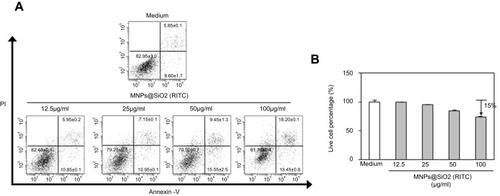 Figure 2 MNPs@SiO2(RITC) were low cytotoxic to BMDCs. BMDCs were treated with the indicated concentrations (12.5 μg/mL, 25 μg/mL, 50 μg/mL, and 100 μg/mL) of MNPs@SiO2(RITC) for 24 h, stained with Annexin V-FITC and PI, and analyzed by flow cytometry (A) Dot plot, (B) Live cell percentage, %. The results are representative of three experiments.