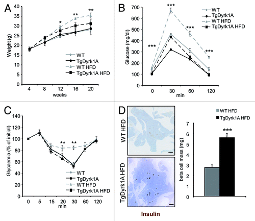 Figure 7.mBACTgDyrk1A mice are resistant to high-fat diet-induced diabetes. (A) Body weight evolution in wild-type and mBACTgDyrk1A mice under HFD. (B) i.p. glucose tolerance tests after 12-wk of HFD. (C) Insulin tolerance test after 12 wk of HFD. (D) Immunodetection of insulin (brown) in pancreatic sections from wild-type and mBACTgDyrk1A mice after 12 wk of HFD. Hemalun staining (blue) was used to counterstain the tissue. Scale bar: 5 mm. (D) Immunohistochemical quantification of the insulin-stained area showed that the β cell mass was increased in mBACTgDyrk1A compared with wild-type mice under HFD. Data are shown as the mean ± SEM of at least 3 independent experiments. *P < 0.05; **P < 0.01; ***P < 0.005.