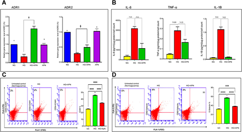 Figure 2 (A–D) Quantification of APN receptors, inflammatory mediators and adhesion molecules. (A) Quantification of mRNA level using ADR1 and ADR2 against B-actin by RT-PCR expressed as means ±SEM of 3-5 independent experiments analyzed by one-way ANOVA and post-hoc multiple comparison tests. * p≤0.05; HG is significantly different from the control, and APN groups. Φ p≤0.05; HG is significantly different from the HG+APN group. Two-tailed P value is significant at p≤0.05. (B): Adiponectin dissuades pro-inflammatory cytokines (TNF-alpha and IL-1B) and chemokine (IL-8) proteins. Data represent the Mean and SEM of NG, HG (30mM), and the hyperglycemic group treated with adiponectin (HG+APN). Data represent 3-5 independent experiments. The two-tailed p-value is significant at p <0.05. (C and D): Adiponectin reduces the production of ICAM-1 (C), and E-selectin (D) adhesion molecules. A representative flow cytometry of the protein expression of ICAM-1 (CD 54) and E-selectin (CD 62) in HMRECs exposed to different treatments are displayed in the left panel of Fig C and Fig D, respectively. Bars in Figures C and D show the data presented as Means ±SEM of 2-3 independent experiments analyzed by one-way ANOVA followed by post-hoc multiple comparison tests for ICAM-1 (CD 54), and E-selectin (CD 62), respectively. Two-tailed P value is significant at p≤0.05. *** P≤0.0005 is significant, **** P <0.0001 is significant.