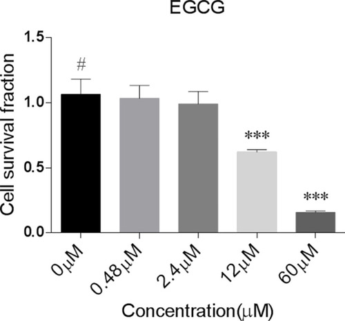Figure 3 Cell survival fraction values as observed in HeLa in response to different doses of EGCG. Significantly effective treatments compared to untreated control (shown as #) are indicated as *** (P<0.0005).