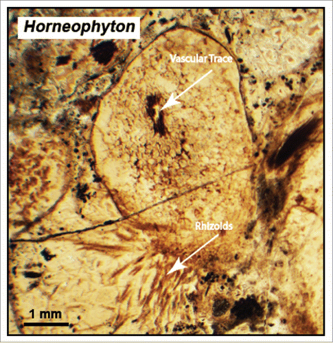 Figure 1. Vascular strand and abaxial cluster of rhizoids on a transverse section through the rhizome-like portion of the Rhynie Chert plant Horneophyton. (Specimen from the Cornell University fossil plant collection).