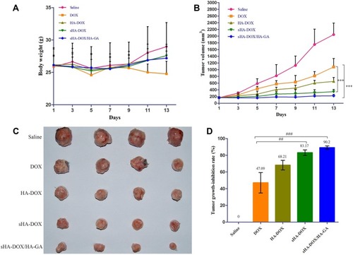 Figure 11 In vivo antitumor efficacy of DOX, HA-DOX, sHA-DOX, and sHA-DOX/HA-GA on H22 tumor-bearing mice. (A) The changes in body weight of female BALB/c mice; (B) Tumor growth curve; (C) The images of excised tumors; (D) Tumor growth-inhibition rate. The error bars represent standard deviation (n=4).Notes: Saline, mice treated with normal saline via tail vein injection. ***P<0.001, statistically significant difference between free DOX and sHA-DOX group, between free DOX and sHA-DOX/HA-GA group; ##P<0.01, statistically significant difference between free DOX and sHA-DOX group; ###P<0.001, statistically significant difference between free DOX and sHA-DOX/HA-GA group.Abbreviations: HA, hyaluronic acid; sHA, sulfated hyaluronic acid; DOX, doxorubicin; GA, glycyrrhetinic acid.