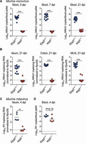 Figure 1. Epg5−/- mice are resistant to infection by persistent murine norovirus and murine rotavirus. (A,B) Epg5+/+ and epg5−/- littermates were orally inoculated with 106 PFU of MNoVCR6, and stool MNoV levels at 3, 7, and 21 dpi (A), and tissue viral levels at 21 dpi (B) were analyzed. N = 11–14 mice per group over two independent experiments. (C,D) Epg5+/+ and epg5−/- littermates were orally inoculated with 105 SD50 of RVEC, and ileum (C) and stool (D) viral levels were quantified at 4 dpi. Statistical analyses performed using Mann-Whitney test.