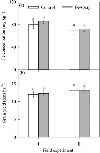 Figure 6. Effect of Fe-chelate and water spray on (a) Fe concentration (mg kg−1), and (b) grain yield of maize plants grown under field condition.