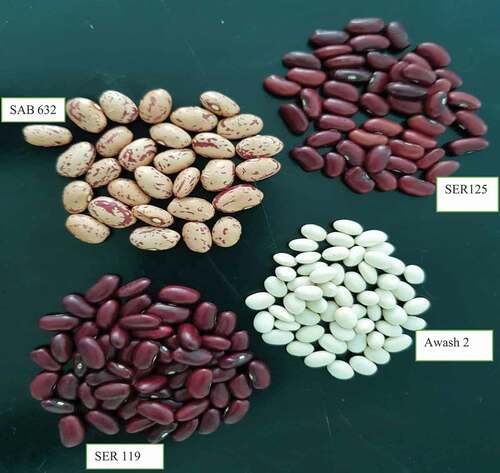 Figure 1. Haricot bean variety