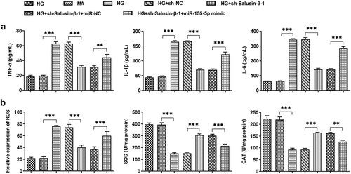 Figure 3. Downregulation of Salusin-β alleviated HG-induced inflammatory injury and oxidative stress by suppressing miR-155-5p. (a) The release of inflammatory cytokines including TNF-α, IL-1β and IL-6 were measured using ELISA Kits. (b) Measurement of ROS, SOD and CAT activities