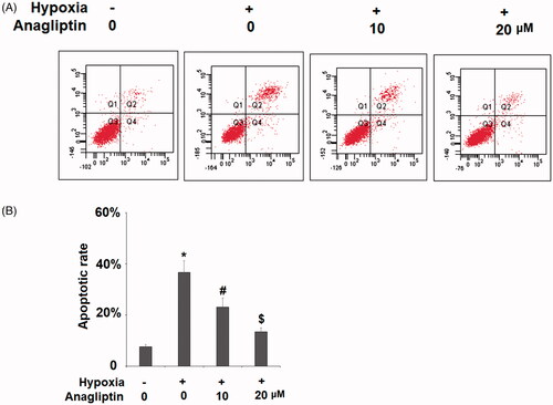 Figure 3. The protective effects of anagliptin against hypoxia-induced apoptosis in H9C2 cells. Cells were pretreated with anagliptin (10, 20 μM) for 6 h, followed by exposure to hypoxia for 24 h. (A). Cell apoptosis was measured by flow cytometric analysis; (B). Quantification of apoptotic cells (*, #, $, P < .01 vs. previous group).